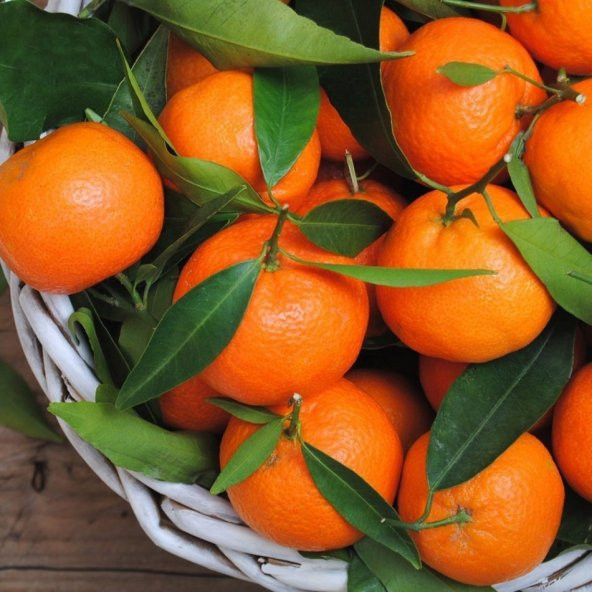 Tüplü Yarı Bodur Erkenci Early Em Mandalin Fidanı