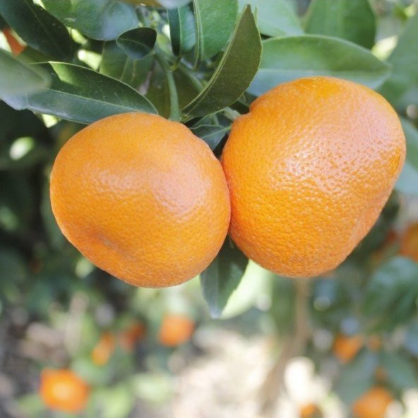 Tüplü Yarı Bodur Miho Wase Mandalin Fidanı ürün görseli