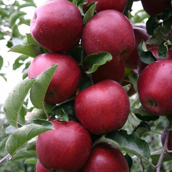 Tüplü Yarı Bodur Red Jonaprince Elma Fidanı ürün görseli