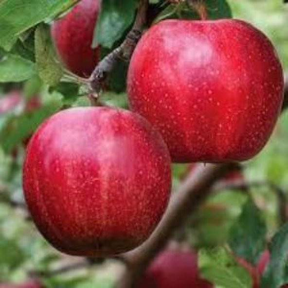 Tüplü Yarı Bodur Kırmızı Galaxy Gala Elma Fidanı ürün görseli 1