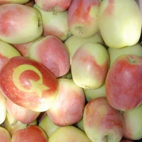 Tüplü Yarı Bodur Kağızman Uzun Elma Fidanı ürün görseli