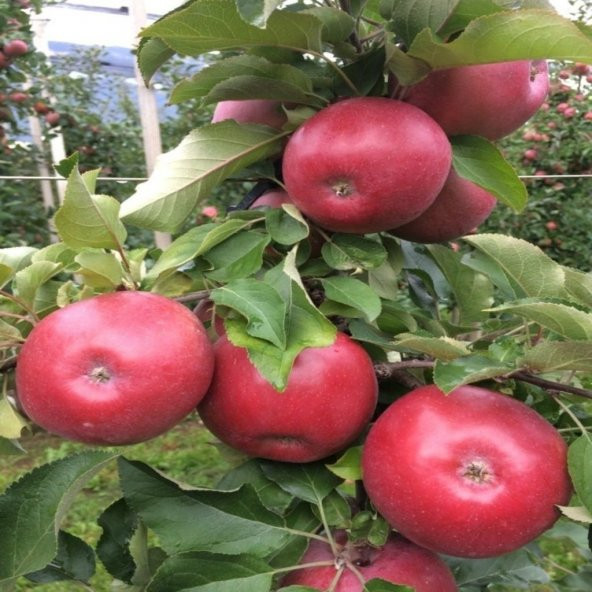 Tüplü Yarı Bodur Japon Fuji Elma Fidanı