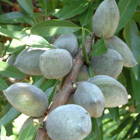 Tüplü Tam Bodur Verimli Laurenne Badem Fidanı