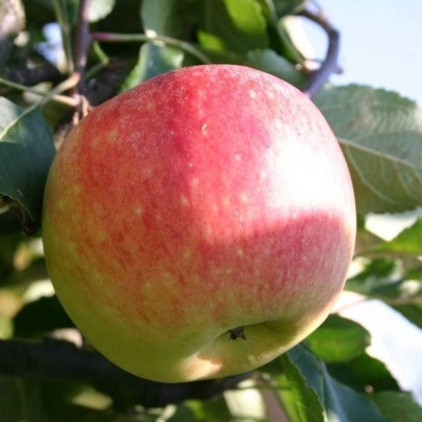 Tüplü Yarıbodur Summer Red Elma Fidanı ürün görseli