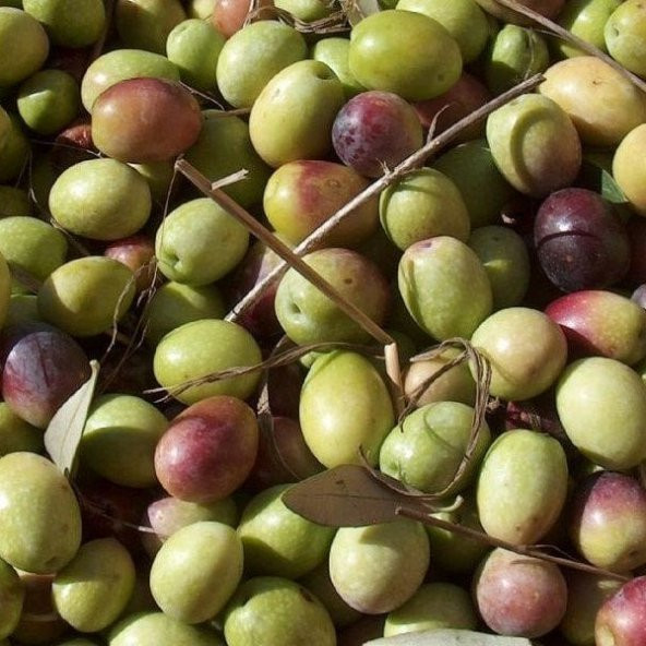 Tüplü İspanyol Bodur İri Arbequina Zeytin Fidanı(5-6 Yaş)