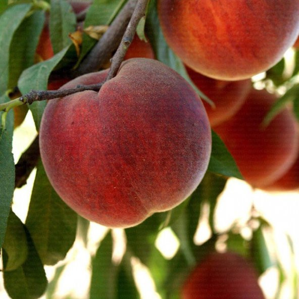 Tüplü Tam Bodur İnnovative Tree Cresthaven Şeftali Fidanı
