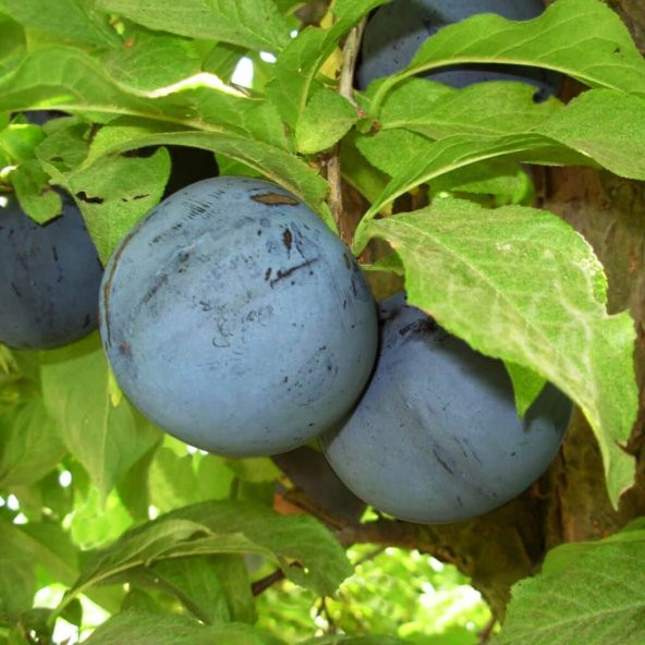 Tüplü Tam Bodur İnnovative Tree Angeleno Erik Fidanı ürün görseli 1