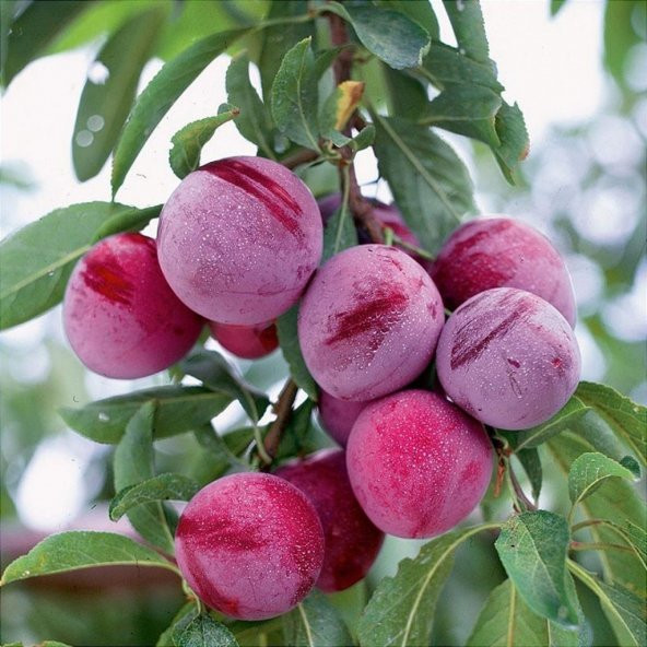 Tüplü Tam Bodur Pink Freedom Erik Fidanı ürün görseli