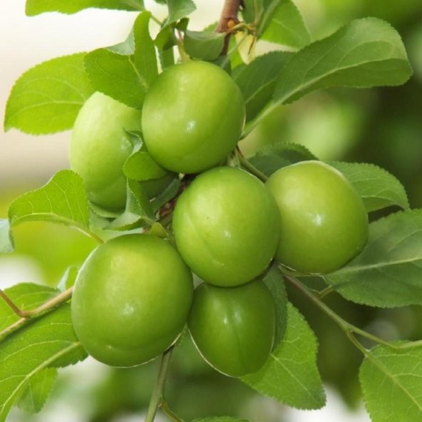 Tüplü Tam Bodur Green Cin Erik Fidanı
