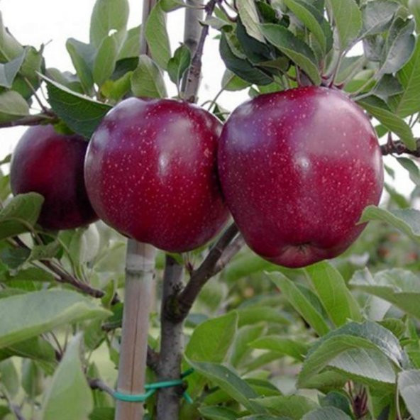 Tüplü Tam Bodur Dark Kırmızı Joremini Elma Fidanı ürün görseli