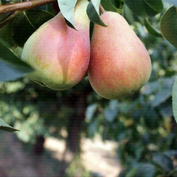 Tüplü Tam Bodur İri Meyveli Akçay 77 Armut Fidanı ürün görseli 1