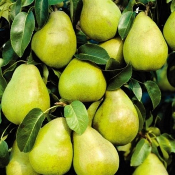 Tüplü Tam Bodur İri Meyveli Williams Armut Fidanı ürün görseli