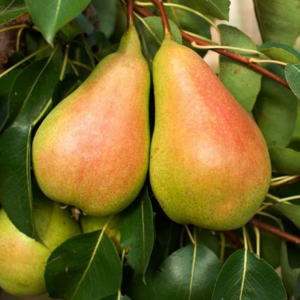 Tüplü Tam Bodur Santa Maria İnce Kabuklu Armut Fidanı ürün görseli 1