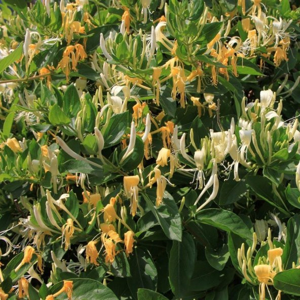 Tüplü Kokulu Sarılıcı Hanım Eli Fidanı (Lonicera Caprifolium 100-150 cm) ürün görseli 1