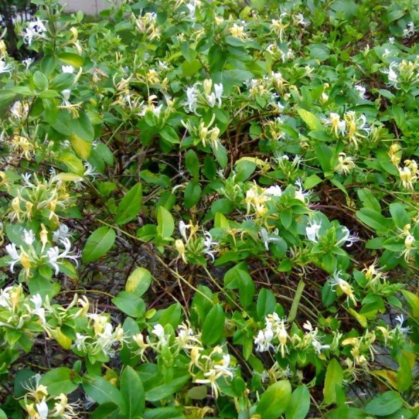 Tüplü Kokulu Sarılıcı Hanım Eli Fiadanı(Lonicera Caprifolium 40-60 cm)