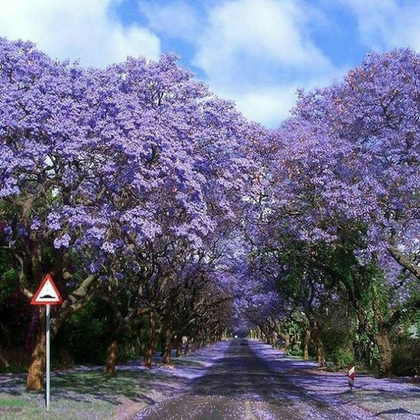 Tüplü Mor Çiçekli Yoğun Kokulu Paulownia Ağacı Fidanı(10-30 cm)