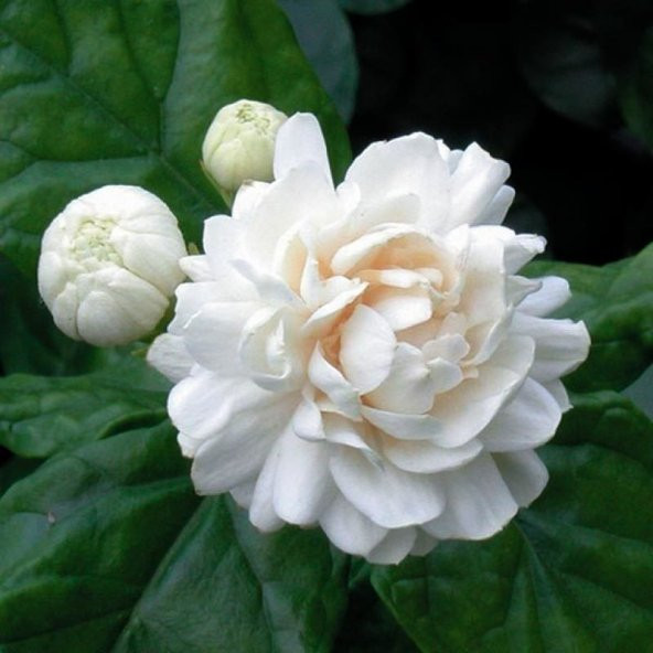 Kokulu Katmerli Full Yasemin Çiçeği Fidanı