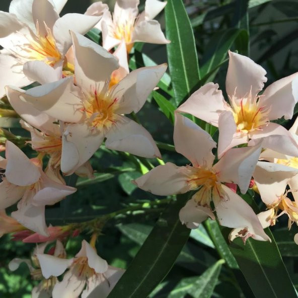 Tüplü Krem Renkli Zakkum Fidanı Koleksiyonluk(10-30 cm)