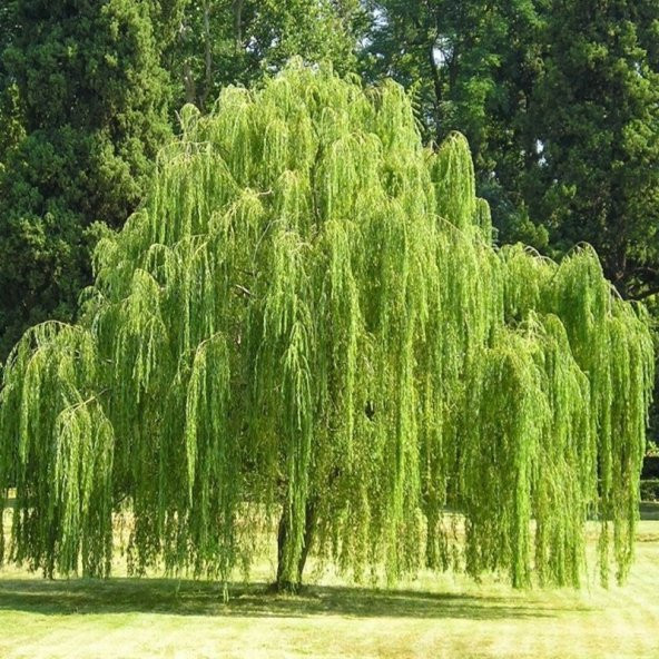 Tüplü Salkım Söğüt Ağacı Fidanı (150-200 cm)
