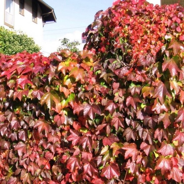 Tüplü Amerikan Sarmaşığı Fidanı (30-50 Cm)