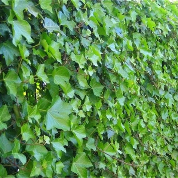 Tüplü Hedera Helix Yeşil Duvar Sarmaşığı Fidanı (70-120 cm)