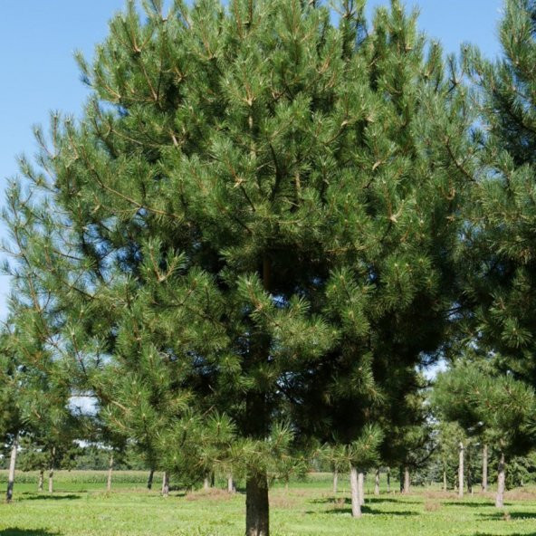 Tüplü 4 Yaşlı Karaçam Fidanı (100-150 cm) ürün görseli 1