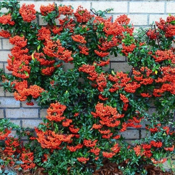 Tüplü Bodur Ateşdikeni Fidanı Bonsai İçin Uygun Bitki