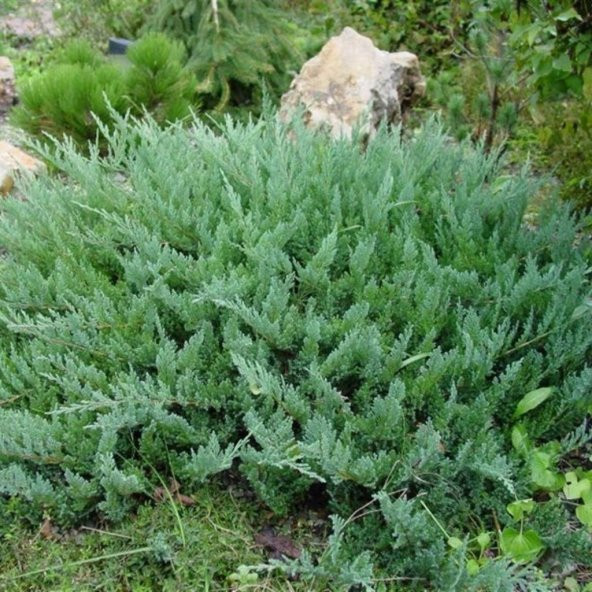Tüplü Yatık Ardıç Fidanı(30-40cm)