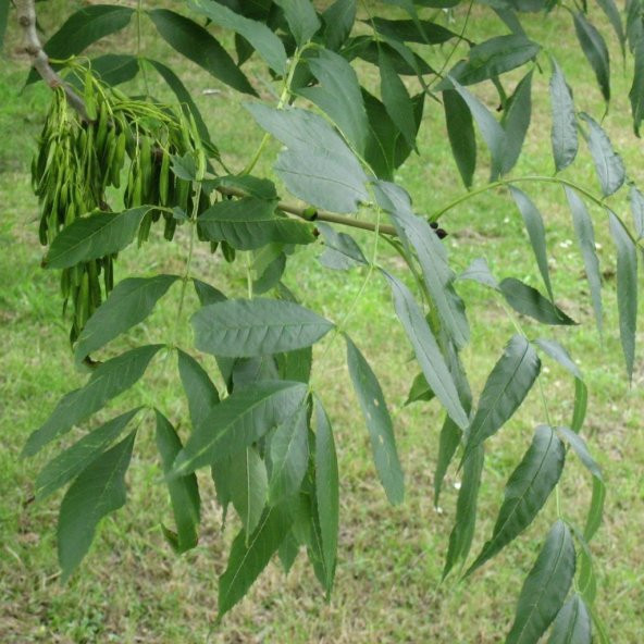 Tüplü Betula Alba Huş Ağacı Fidanı - 2