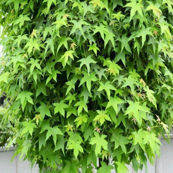 Tüplü Sığla Ağacı Fidanı ürün görseli 1