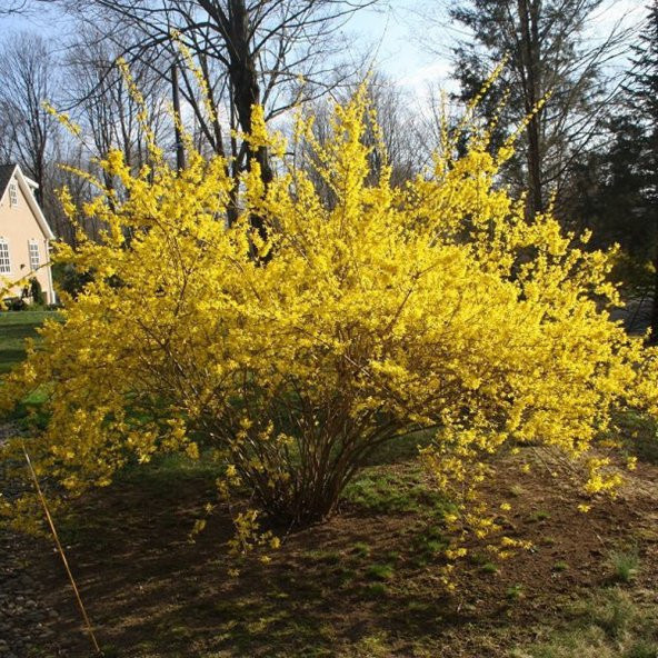 Tüplü Altın Çanı Fidanı