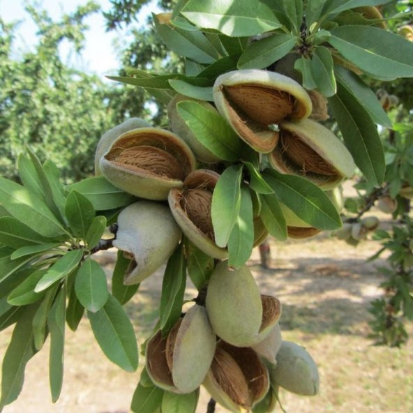 Tüplü Yarı Bodur Ne Plus Ultra Badem Fidanı