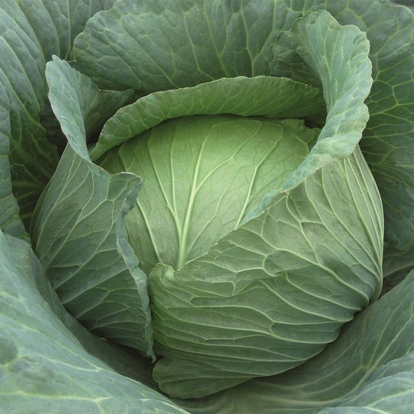İri Yapraklı Beyaz Lahana Fidesi (5 Adet)