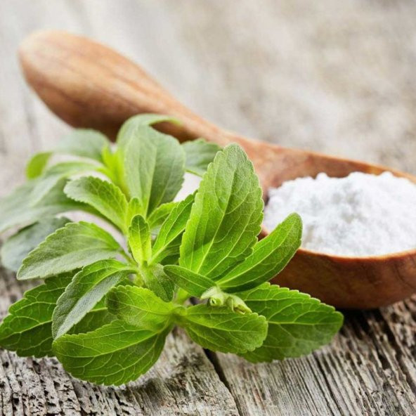 Şeker Otu (Stevia) Fidesi - 5 Adet