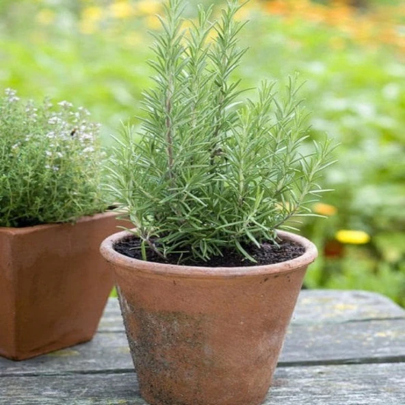 Şifalı Blue Winter Biberiye Bitkisi Fidesi(3 fide)