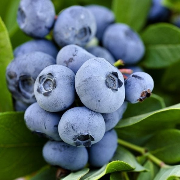 Tüplü Blue Gold Yaban Mersini Likapa Fidanı