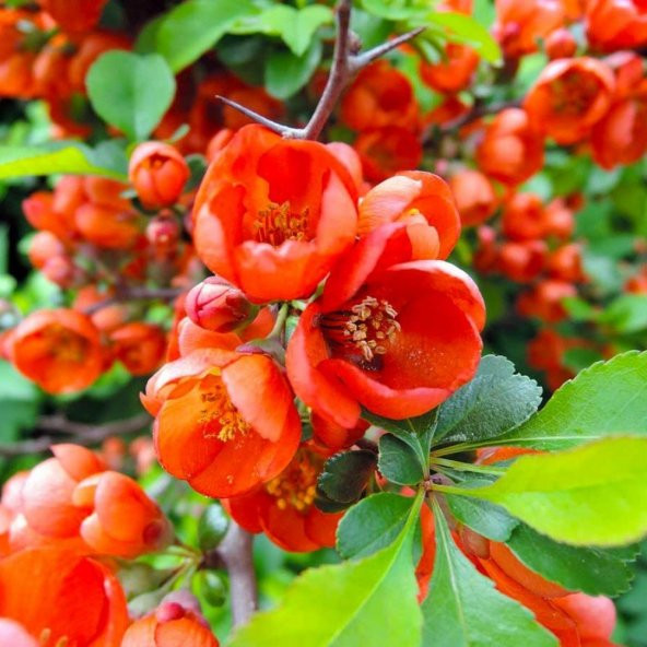 Tüplü Japon Ayvası Fidanı