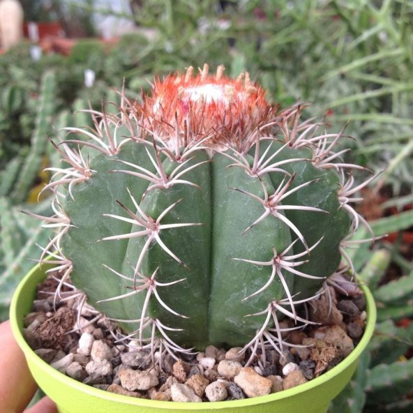 Melocactus Matanzanus Geniş Şapkalı Kafalı Kaktüs Tohumu (20 tohum) ürün görseli 1