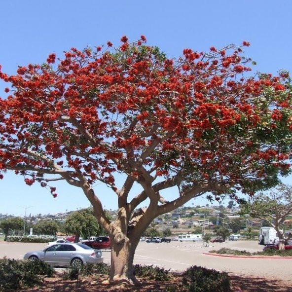 Tüplü Erythrina Caffra Mercan Ağacı Tohumu (3 Adet) - 2