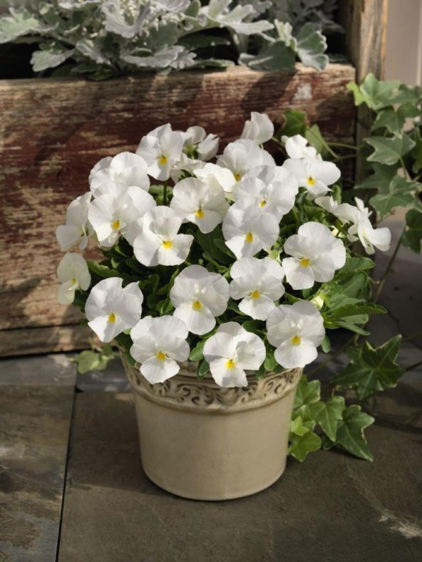 Beyaz Viola Cornuta Perfection Menekşe Çiçeği Tohumu(100 tohum) - 1