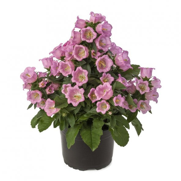 Pembe İsabella Uzun Boylu Çan Çiçeği Tohumu -100 tohum ürün görseli 1