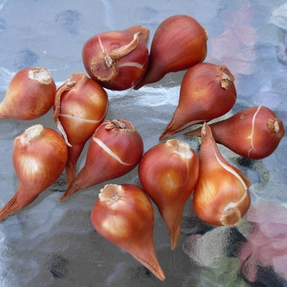 İthal İlle de France Özel Seri Kırmızı Lale Soğanı (5 Soğan) - 2