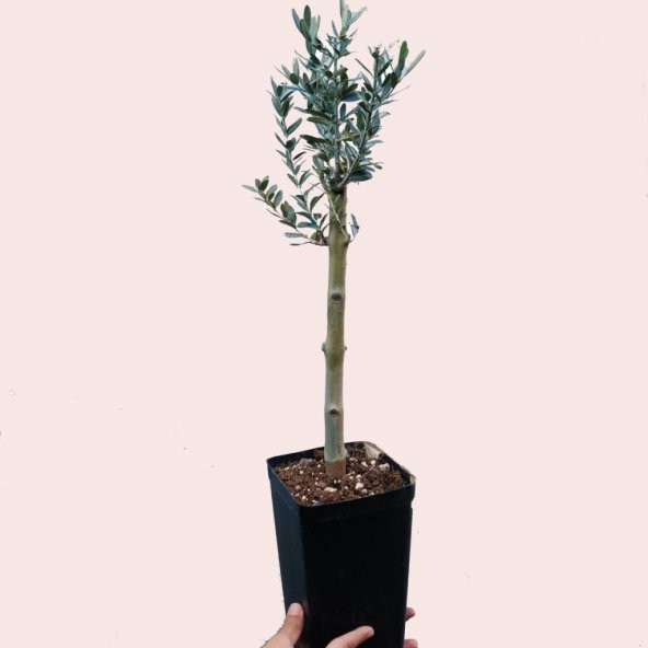 Büyük Boy Siyah Saksılı Uzun Ömürlü Bonsaiye Uygun Zeytin Fidanı (Bedava Kargo)