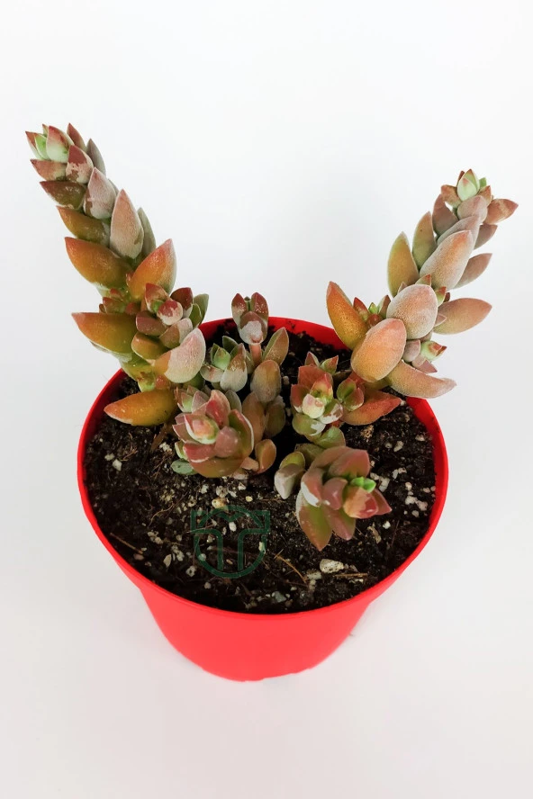 Crassula Moonglow Hybrid Fildişi Kule Nadir Sukulent Küçük Pembe Çiçek Salkımı 8.5cm Kırmızı Saksıda - Resim 2