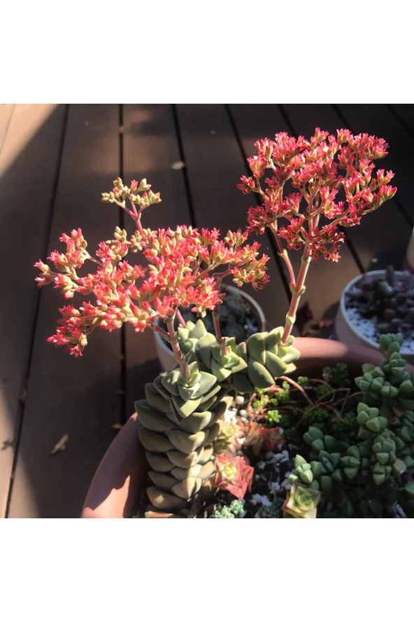 Crassula Moonglow Hybrid Fildişi Kule Nadir Sukulent Küçük Pembe Çiçek Salkımı 8.5cm Kırmızı Saksıda - Resim 4