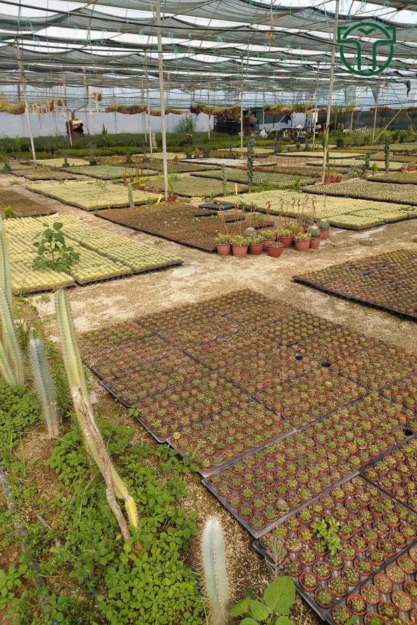 Crassula Moonglow Hybrid Fildişi Kule Nadir Sukulent Küçük Pembe Çiçek Salkımı 8.5cm Kırmızı Saksıda - Resim 5