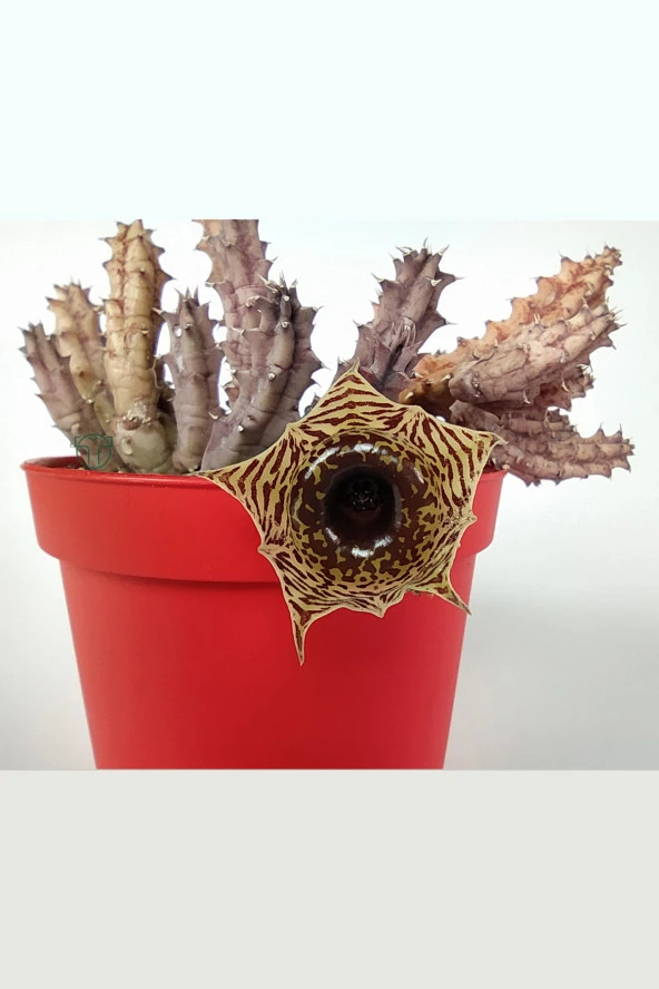 Huernia Zebrina Asclepiadaceae Leş Kaktüsü Leopar Desen Çiçekli 8.5 cm Kırmızı Saksıda - 3