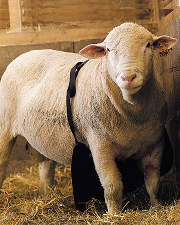 Çiftleşme Önleyici Kılavuz Koç Önlüğü Uzun