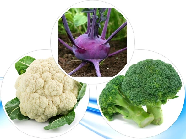 3'LÜ YERLİ HOBİ TOHUM SETİ-1 (HEDİYE SOLUCAN GÜBRESİ) ürün görseli 1