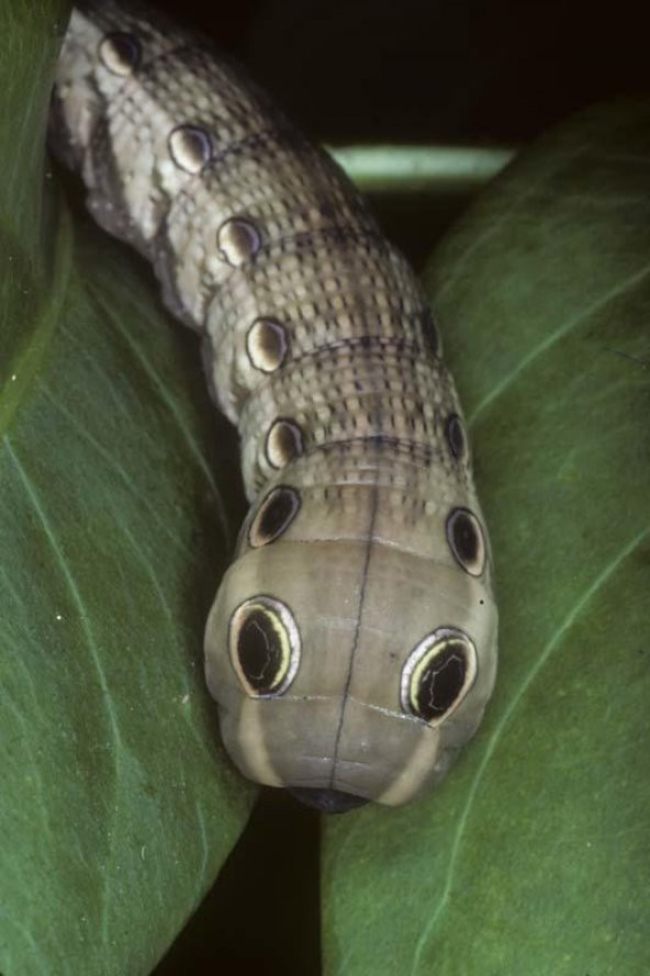 Snake Bugs İçin Wargaming Plastik Aparat